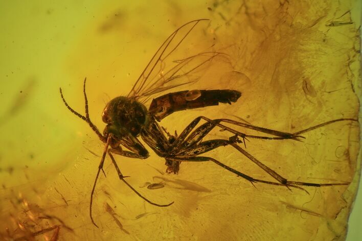 Detailed Large Fossil Fly Swarm (Diptera) In Baltic Amber #69286